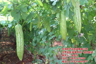 宏鴻農(nóng)產(chǎn)品集團(tuán) 專(zhuān)注生鮮蔬菜配送，構(gòu)建食用農(nóng)產(chǎn)品可信供應(yīng)鏈